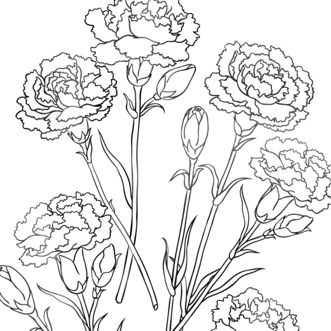 Carnation